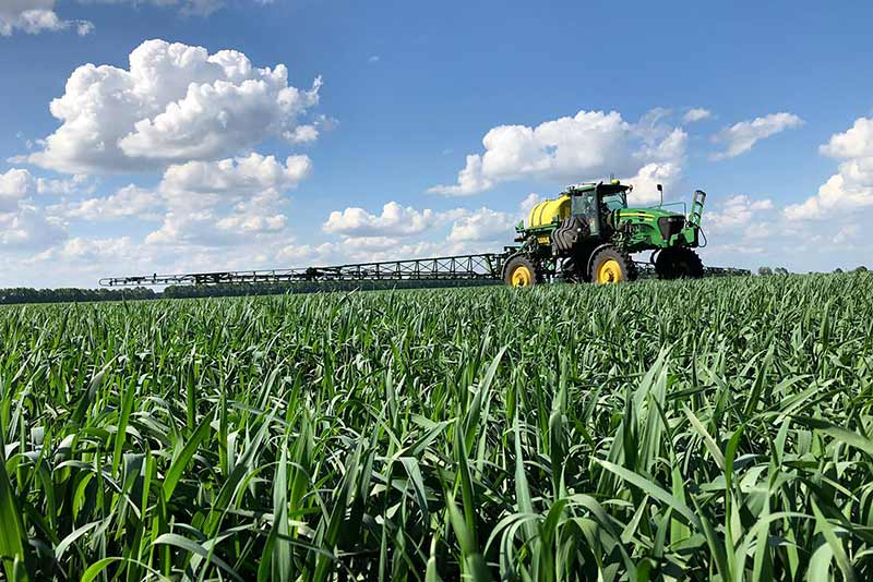 Пшениця як предмет експорту зазнала чи не найбільшого випливу від російського вторгнення в Україну.