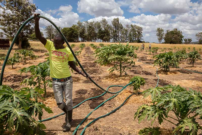 John Wambua irrigates the fields of papaya on the Green Belt Farm in Ngoliba Village.