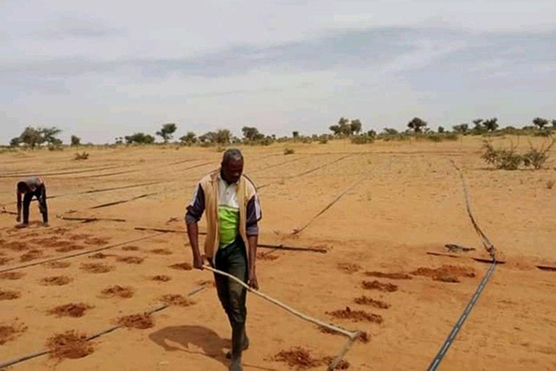 Abdoul Aziz Mahamadou sows moringa on a new plot.