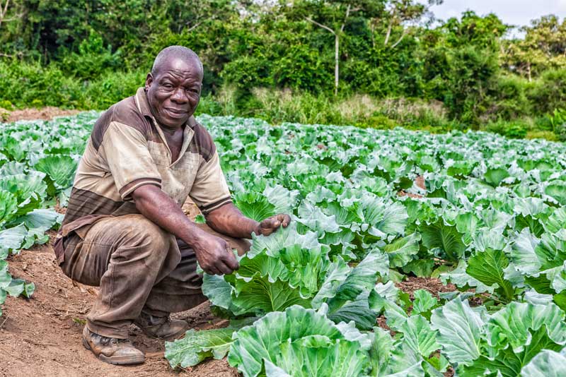 Smallholder farmers account for more than 80 percent of agricultural production in Angola.