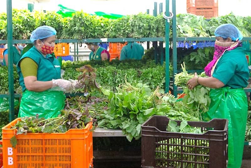Gowramma (l) and Manju Bai (r) packages green leafy vegetables inside a Big Basket distribution center in Hoskote, near Bengaluru, India.
