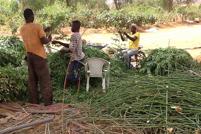 Farmers harvesting moringa leaves in Niger.