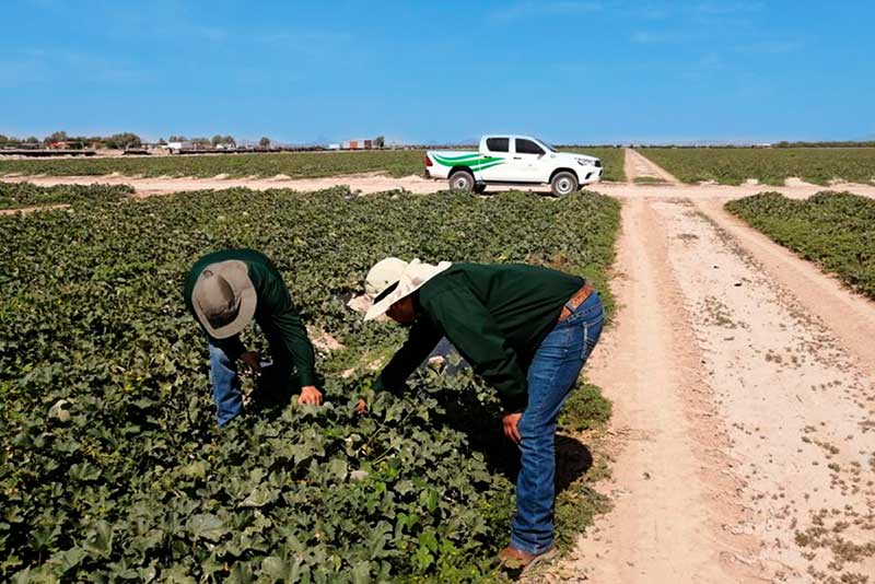 Agro-IPSA helps Mexican farmers in Chihuahua and other states affected by recurrent droughts.