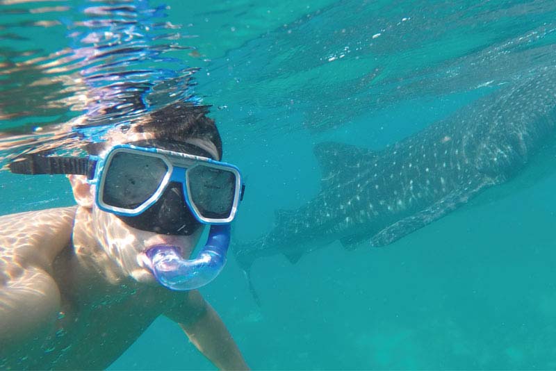 Atta swimming with a whale shark.