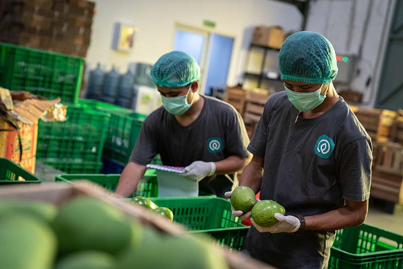 TaniHub employees packaging avocados follow safety standards.