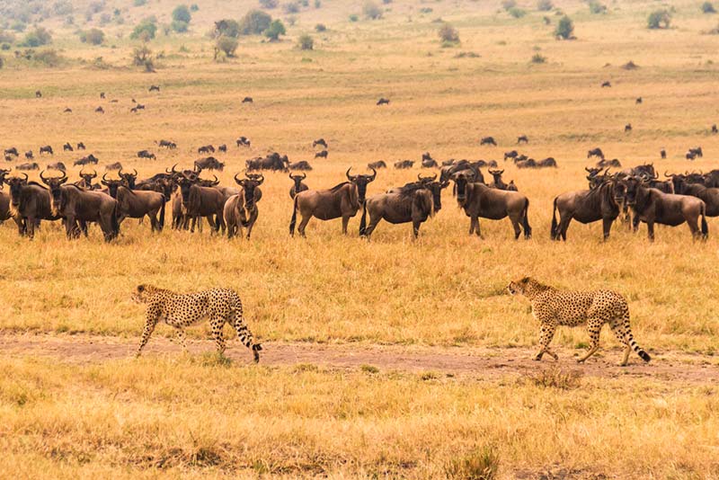 Cheetahs pass a herd of wildebeest in Maasai Mara National Reserve, Kenya.