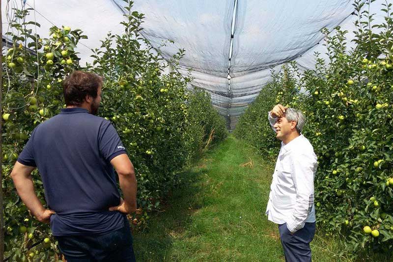 Kosovan farmer Armend Skeja in his apple orchard.
