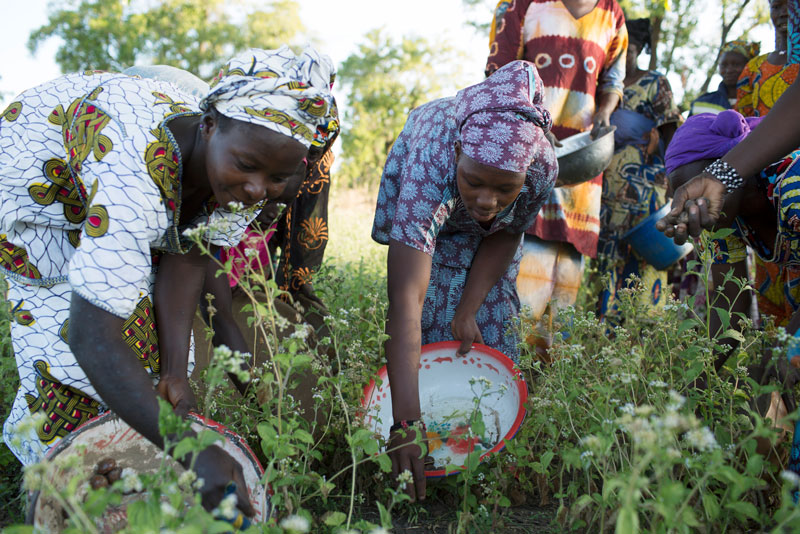 In addition to financing, IFC will offer training to members of women-led cooperatives that work with Mali Shi.