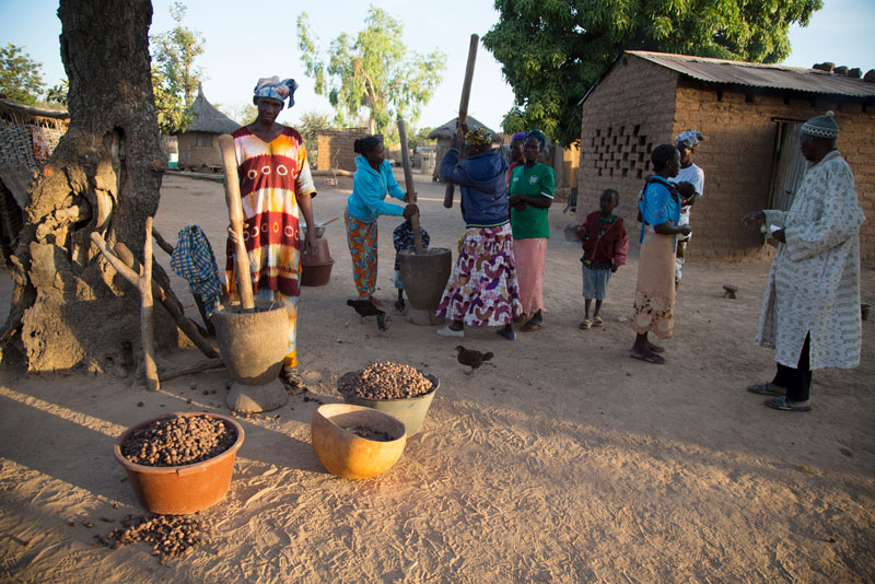 Mali is the world's second-largest producer of the shea nut, accounting for 20 percent of the global supply.