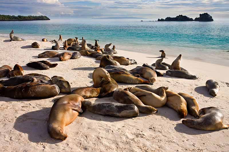 A colony of Sea Lions at Gardner Bay on Espanola in the Galapagos Islands.