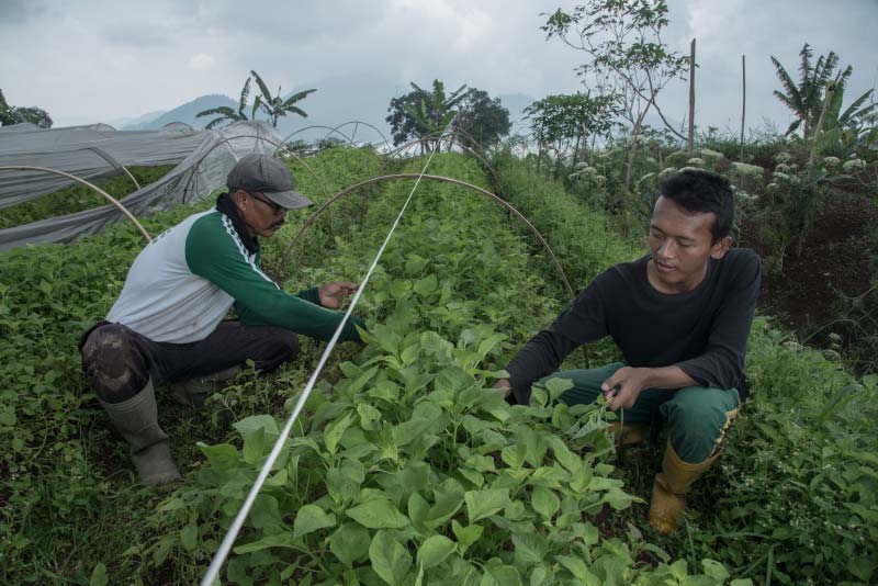 Soleh (left) and Cecep (right), harvest spinach at the farm in Cipanas, West Java, Indonesia.