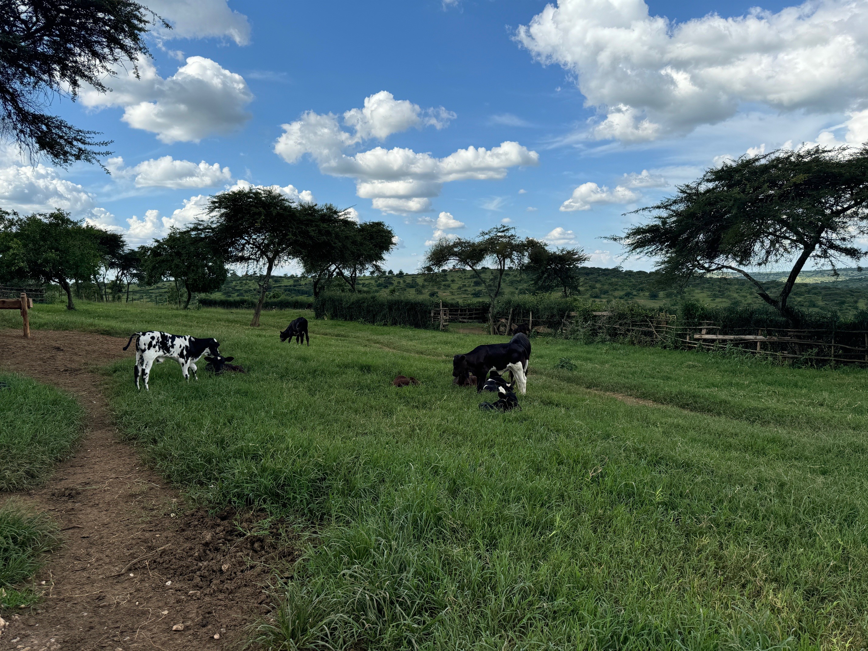 Cultivating Sustainable Dairy Production in Uganda